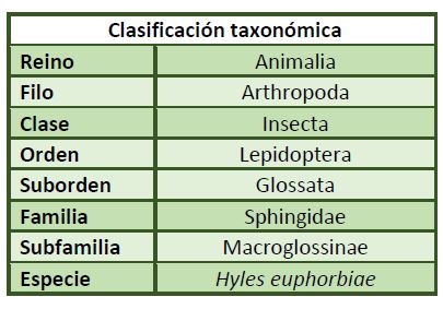 Clasificacion-taxonomica-hyles-euphorbiae