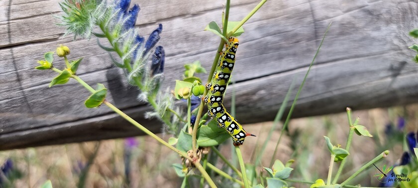 Oruga de H. euphorbiae