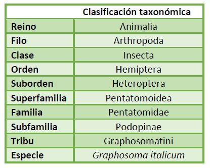 clasificacion-taxonomica-graphosoma-italicum