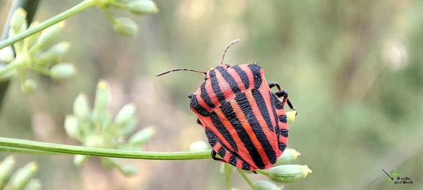 Graphosoma italicum