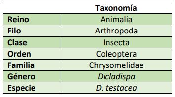 clasificacion-taxonomica-dicladispa-testacea