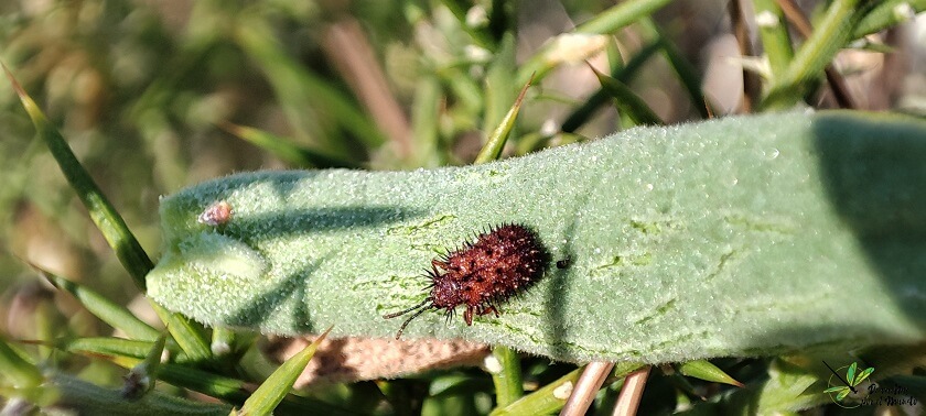 Dicladispa testacea