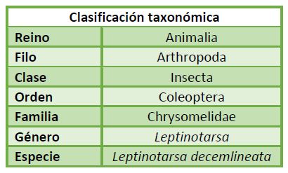 Clasificación taxonómica Leptinotarsa decimlineata.