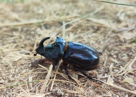 Oryctes nasicornis