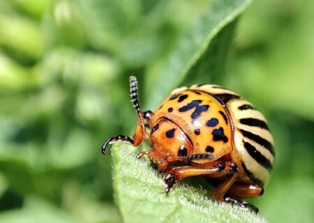Leptinotarsa decemlineata