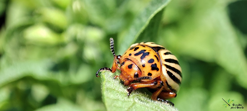 Leptinotarsa decemlineata