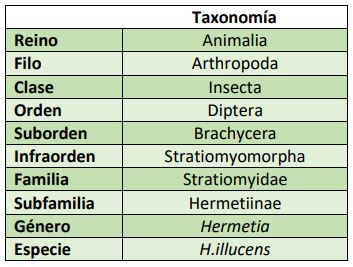 clasificacion-taxonomica-hermetia-illucens