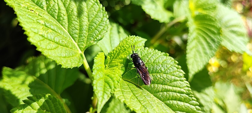 Hermetia illucens