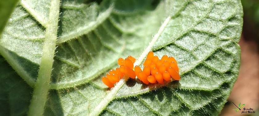 Puesta de huevos de L. decemlineata sobre el envés de una hoja de patata.