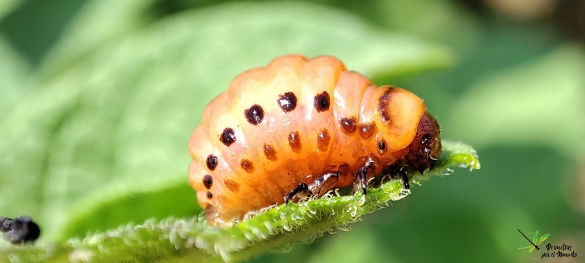 Vista lateral de larva de L. decemlineata.