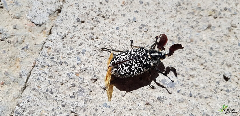 Ejemplar macho de P. fullo.