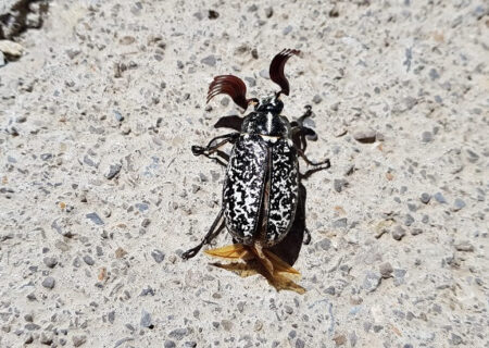 Polyphylla fullo