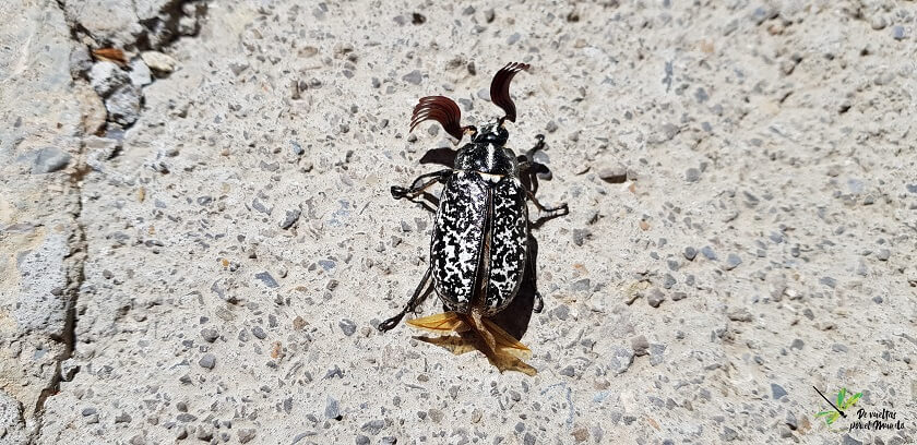 Polyphylla fullo