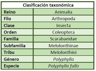 clasificación-taxonomica-Polyphylla-fullo