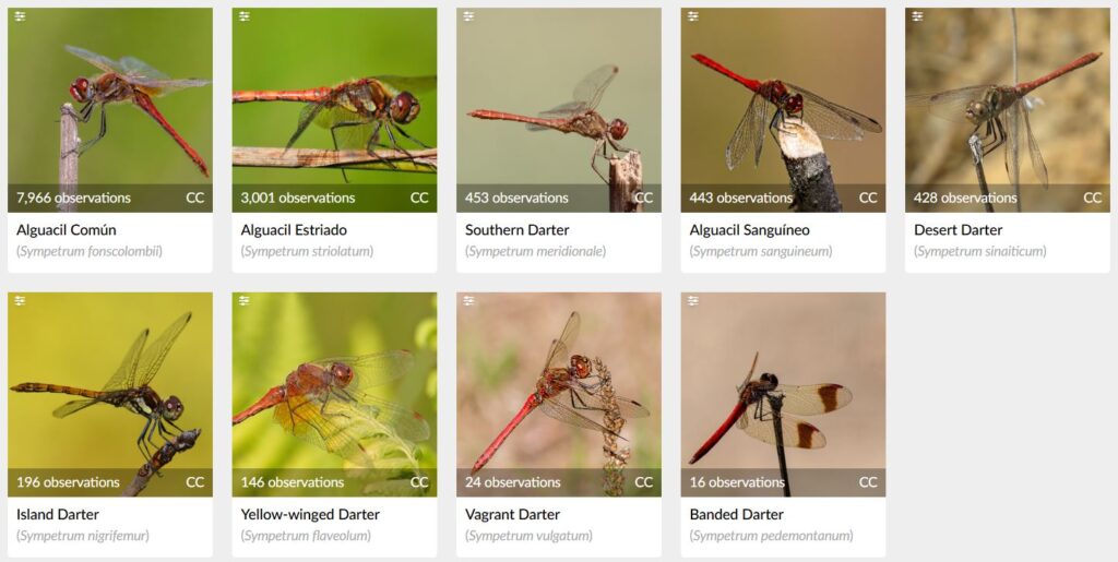 Diferentes géneros de Sympetrum que podemos encontrar en España. Fuente: iNaturalist.