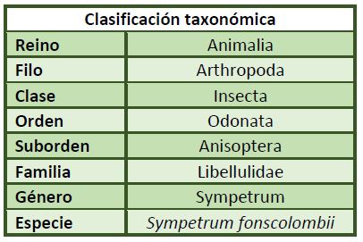Clasificación taxonómica Sympetrum fonscolombii.