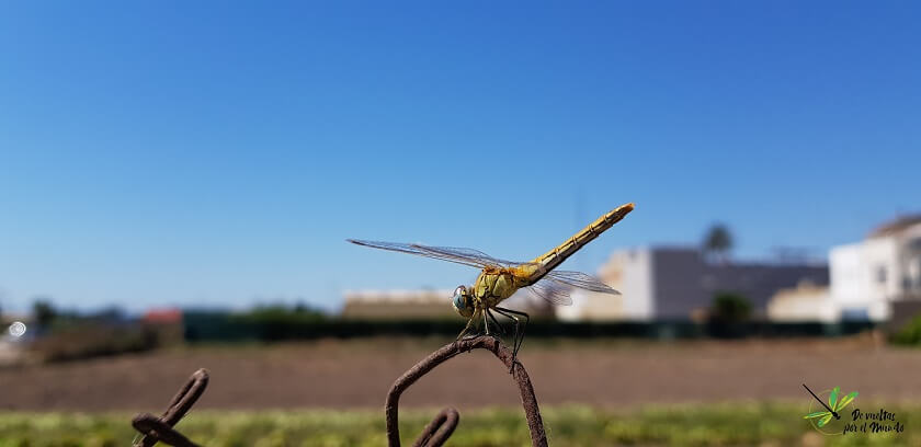 Hembra de S. fonscolombii sobre una valla metálica.