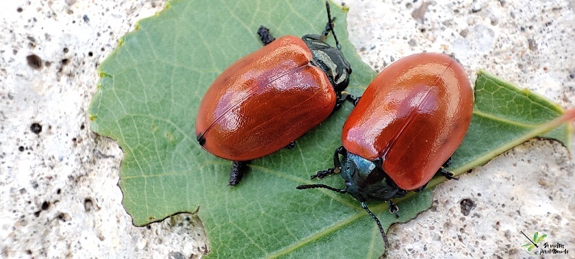 Chrysomela populi