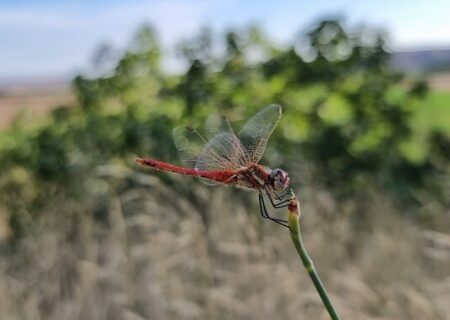 Sympetrum fonscolombii