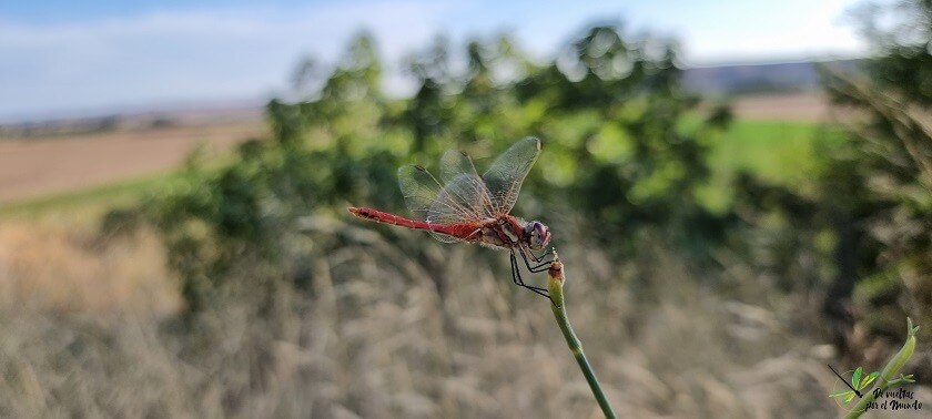 Sympetrum fonscolombii