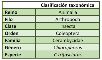 Clasificación-taxonómica-chlorophorus-trifasciatus