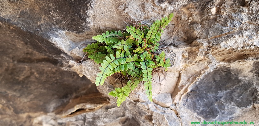 Ruta pinturas rupestres - Mosqueruela