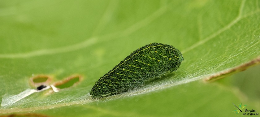 Oruga de I. feisthamelli en sus primeros estadios de desarrollo.