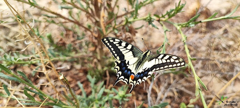 Papilio machaon