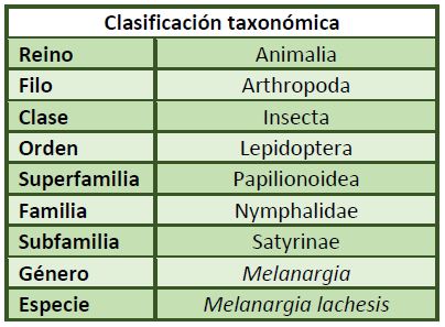 Clasificación-taxonómica-Melanargia-lachesis