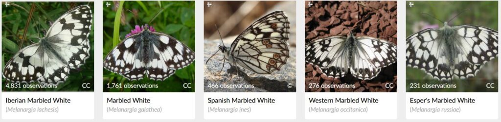 Captura de pantalla de la especies de Melanargias presentes en la península ibérica. Fuente: iNaturalist.