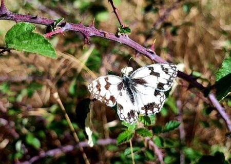 Melanargia lachesis