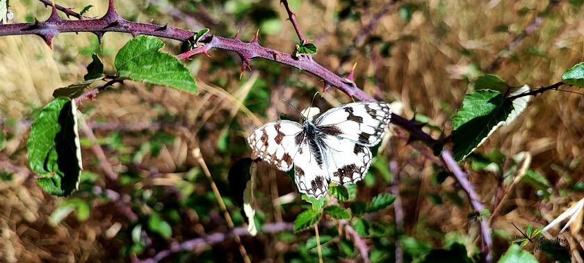 Melanargia lachesis
