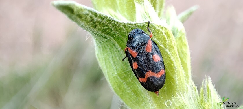 adulto-cercopis-intermedia