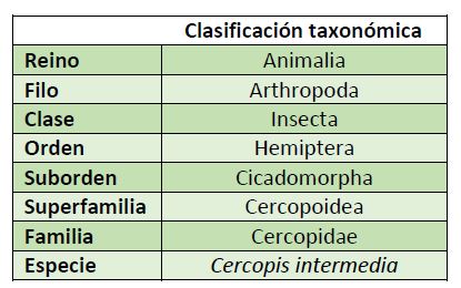clasificacion-taxonomica-cercopis-intermedia