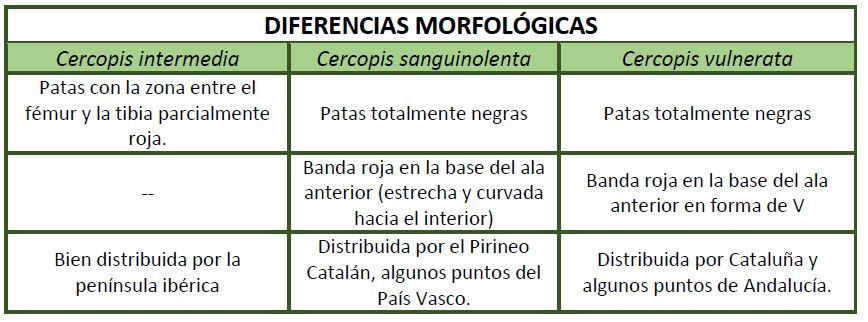 especies-cercopis-diferencias
