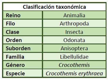 Clasificación-taxonómica-Crocothemis-erythraea