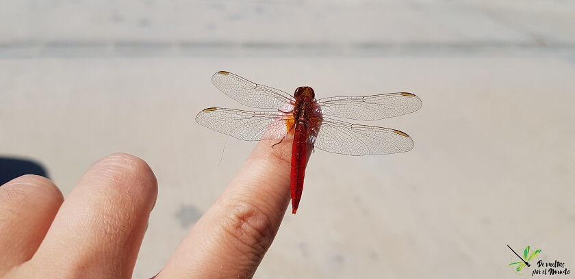 Crocothemis erythraea