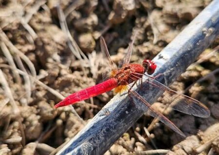 Crocothemis erythraea