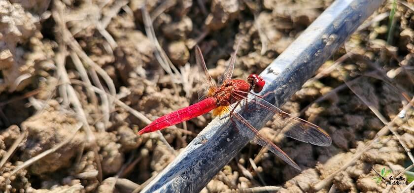 Crocothemis erythraea
