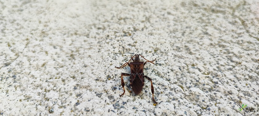 adulto-leptoglossus-occidentalis