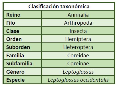clasificacion-taxonomica-leptoglossus-occidentalis