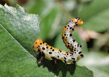Arge ochropus