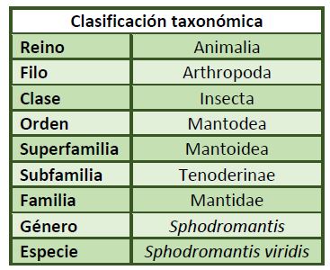 Clasificación-taxonómica-Sphodromantis-viridis