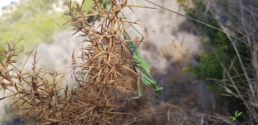 Sphodromantis viridis sobre una aliaga en floración.