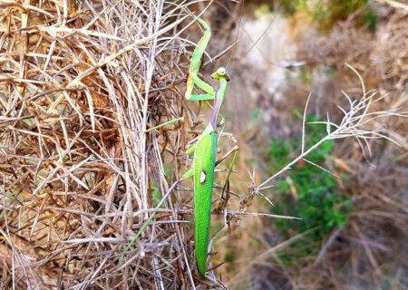 Sphodromantis viridis