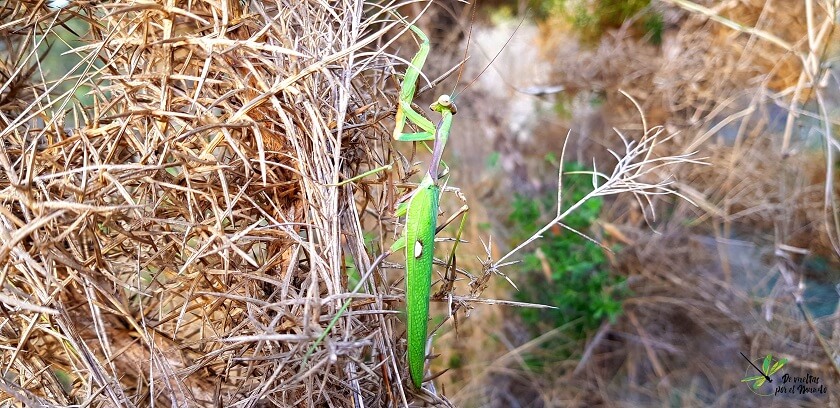 Sphodromantis viridis