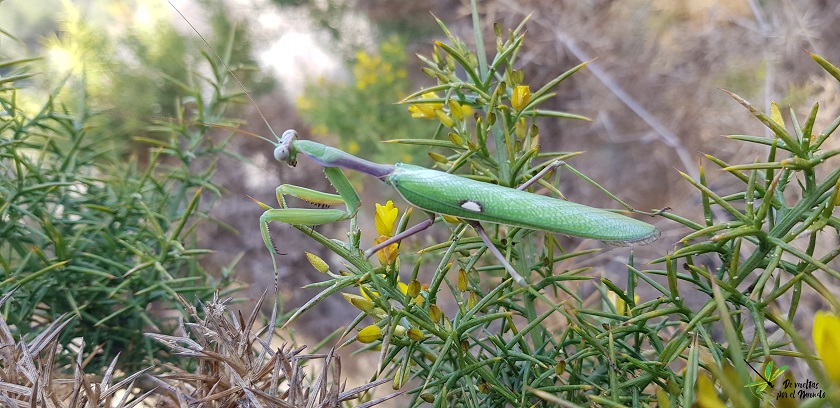 Sphodromantis viridis sobre una aliaga en floración.