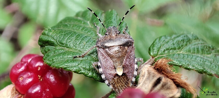 Dolycoris baccarum
