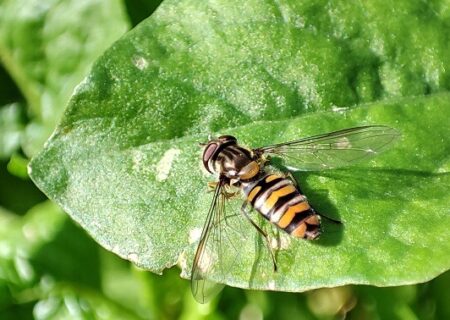 Episyrphus balteatus