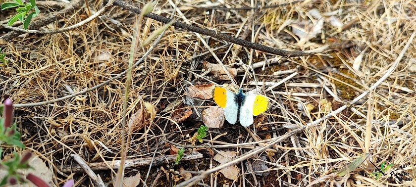 Macho de  Anthocharis cardamines con las alas abiertas